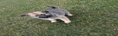 German Shepherd 2