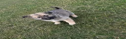 German Shepherd dogs for sale: German shepherd puppies in Waltham Cross - Advert 5