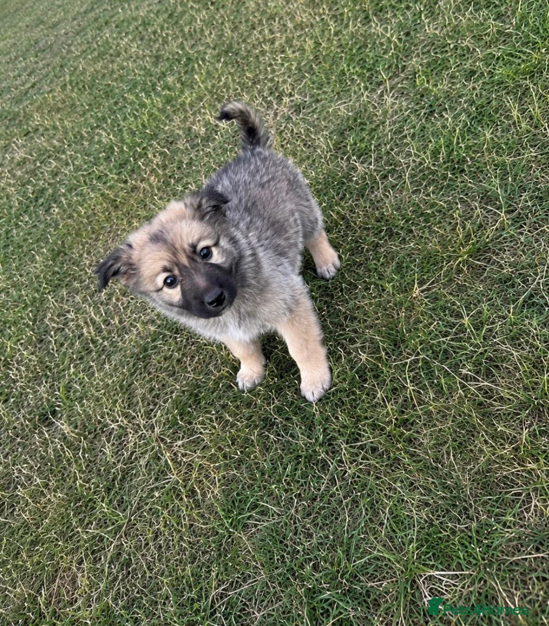 German Shepherd dogs for sale: German shepherd puppies in Waltham Cross - Advert 5