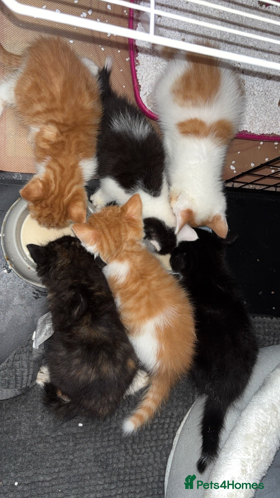 Mixed Breed cats Ready now!! - Advert 5