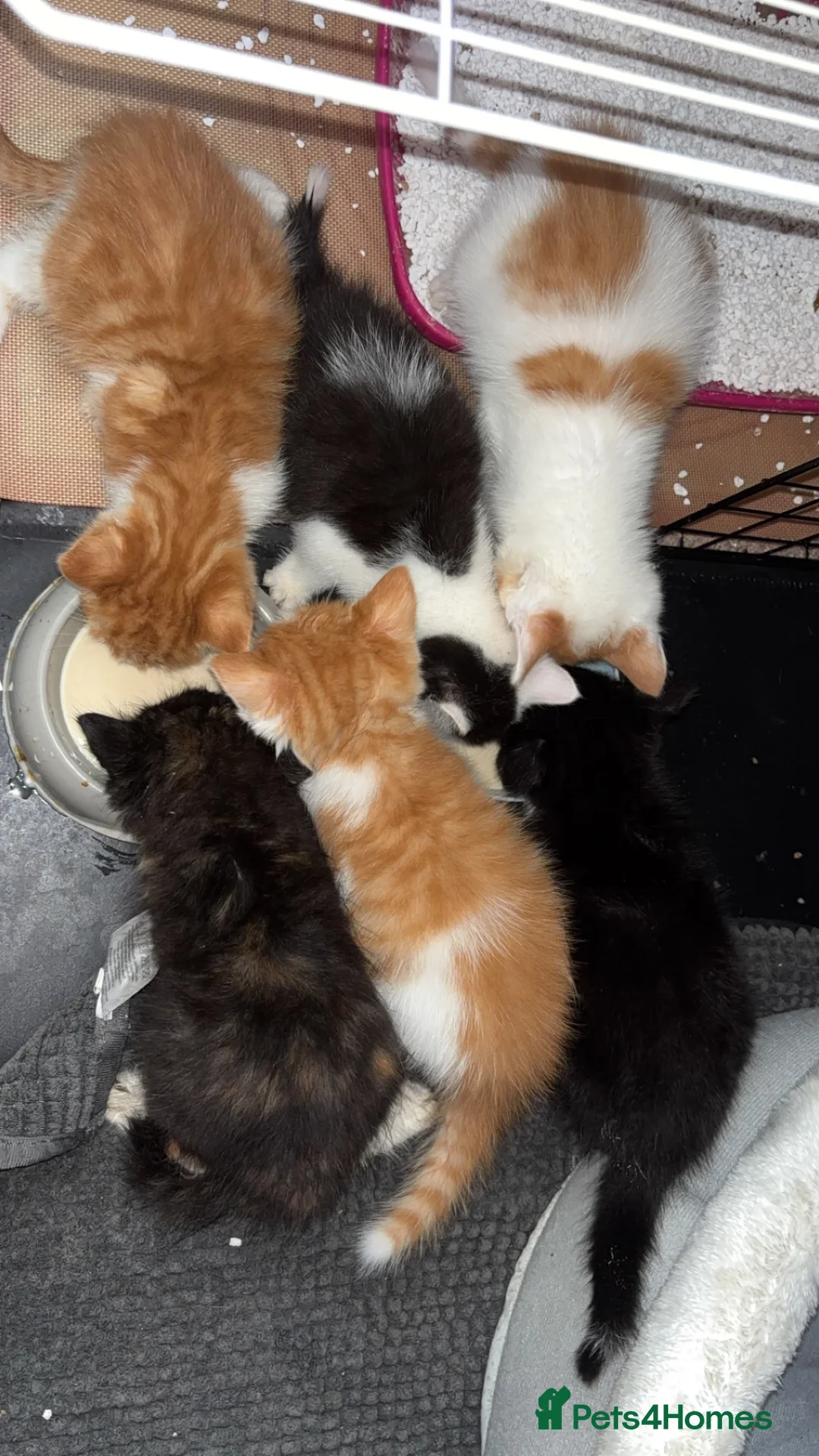 Mixed Breed cats for sale: Ready now!! - Advert 1