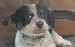Mixed Breed dogs for sale: Merle Sprollies/Cotralian - Image 7