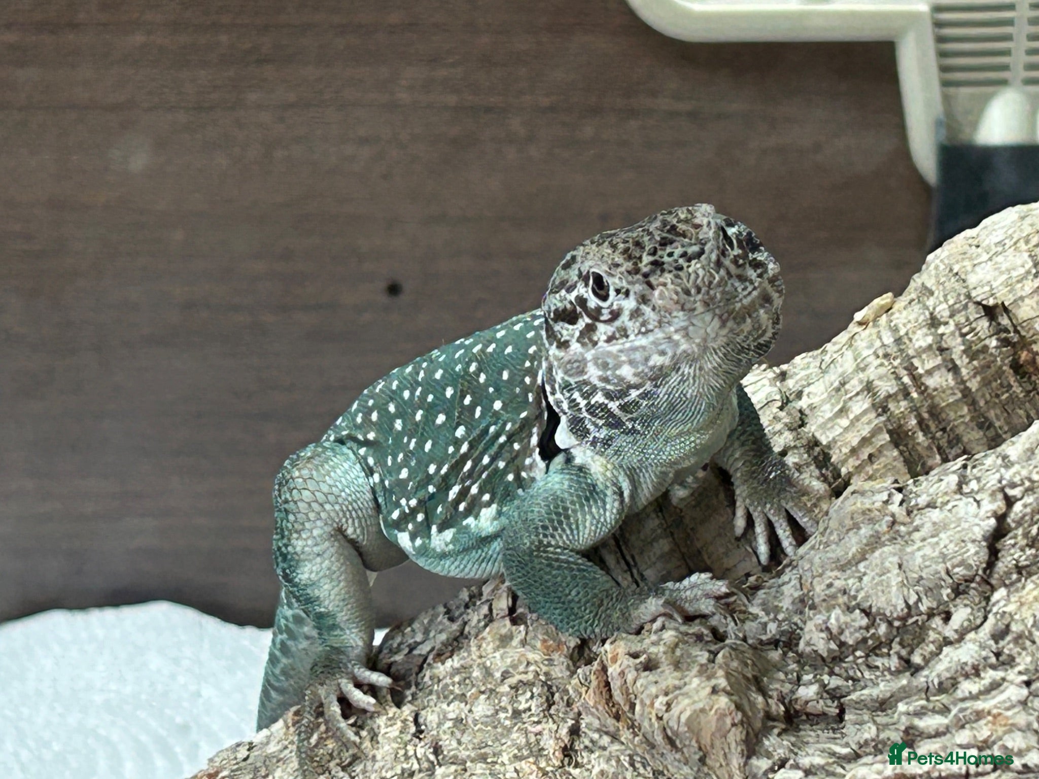Lizard reptiles Male collard lizards - Advert 3