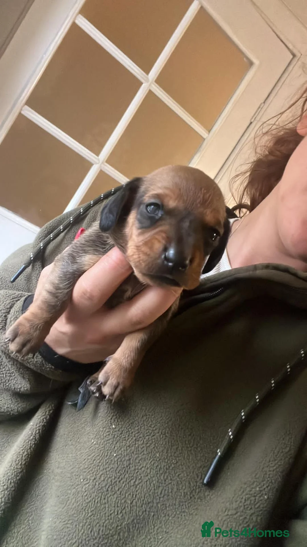 Miniature Dachshund dogs for sale:  Beautiful Miniature Dachshund Puppies in Birmingham - Advert 2
