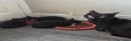 Domestic Shorthair cats for sale: Kittens in Chelmsford - Advert 1