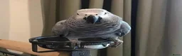 Parrots birds for sale: Congo african gray parrots for sale  - Advert 4