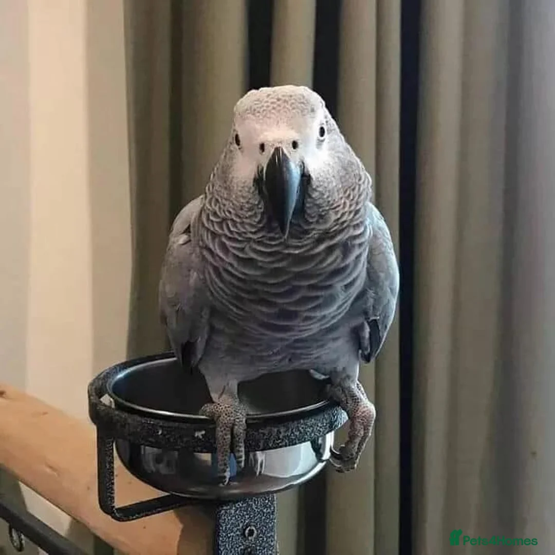 Parrots birds for sale: Congo african gray parrots for sale  - Advert 4