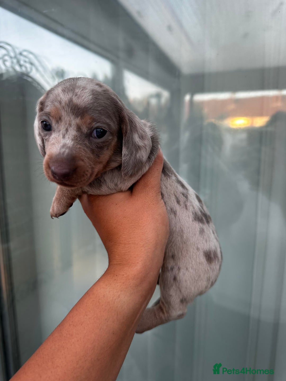 Miniature Dachshund dogs for sale: Isabella and tan dapple miniature dachshunds - Image 9