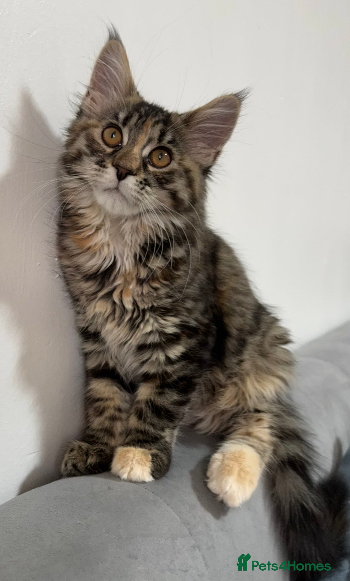 Maine Coon cats ⭐️Stunning Brown Torbie White Tabby Maine Coon - Advert 5