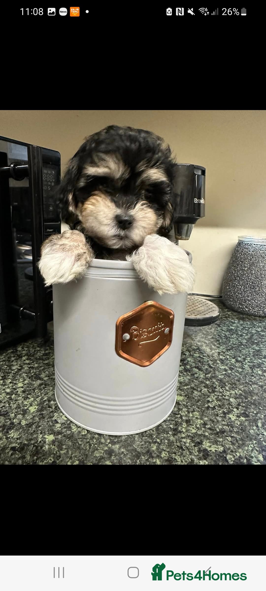 Mixed Breed dogs 8 WEEKS OLD 🥰 READY TO LEAVe - Advert 6