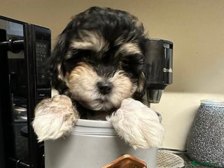 Mixed Breed dogs READY TO LEAVE maltipoos - Advert 12