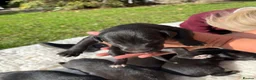 Bedlington Terrier dogs for sale: Beddlington x whippet pups  in Wedmore - Advert 5
