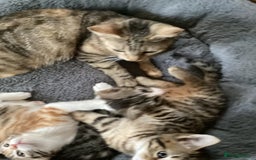 British Shorthair cats for sale: Beautiful kittens - Image 5