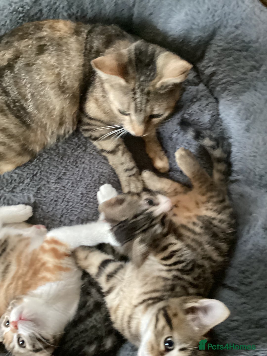 British Shorthair cats for sale: Beautiful kittens - Image 5