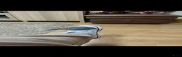 Budgerigars birds for sale: Male Budgie  in Wakefield - Advert 2