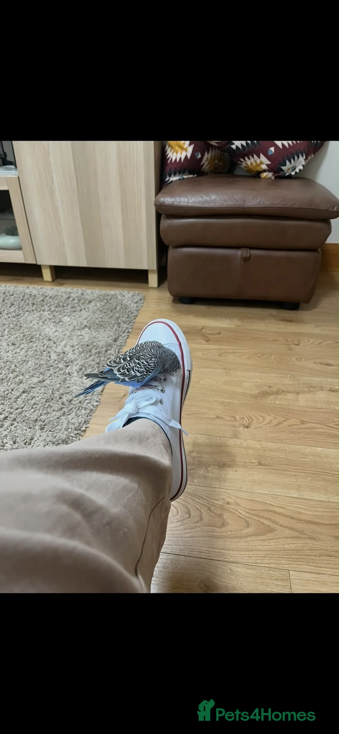 Budgerigars birds for sale: Male Budgie  in Wakefield - Advert 2