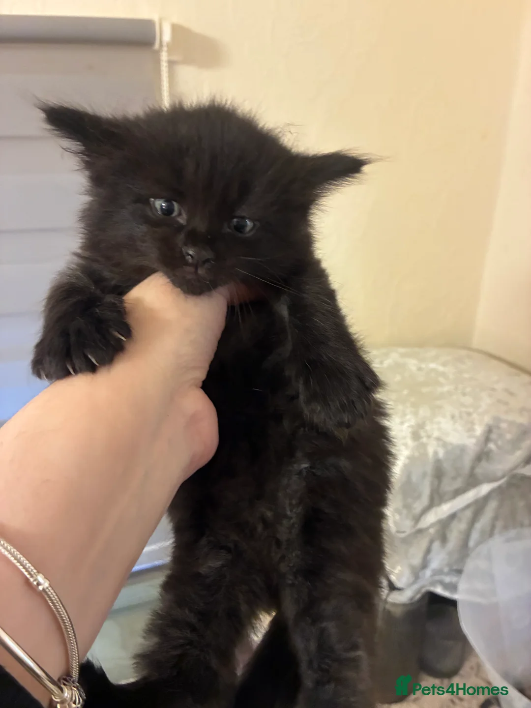 Turkish Angora cats for sale: Turkish angora male  - Advert 12