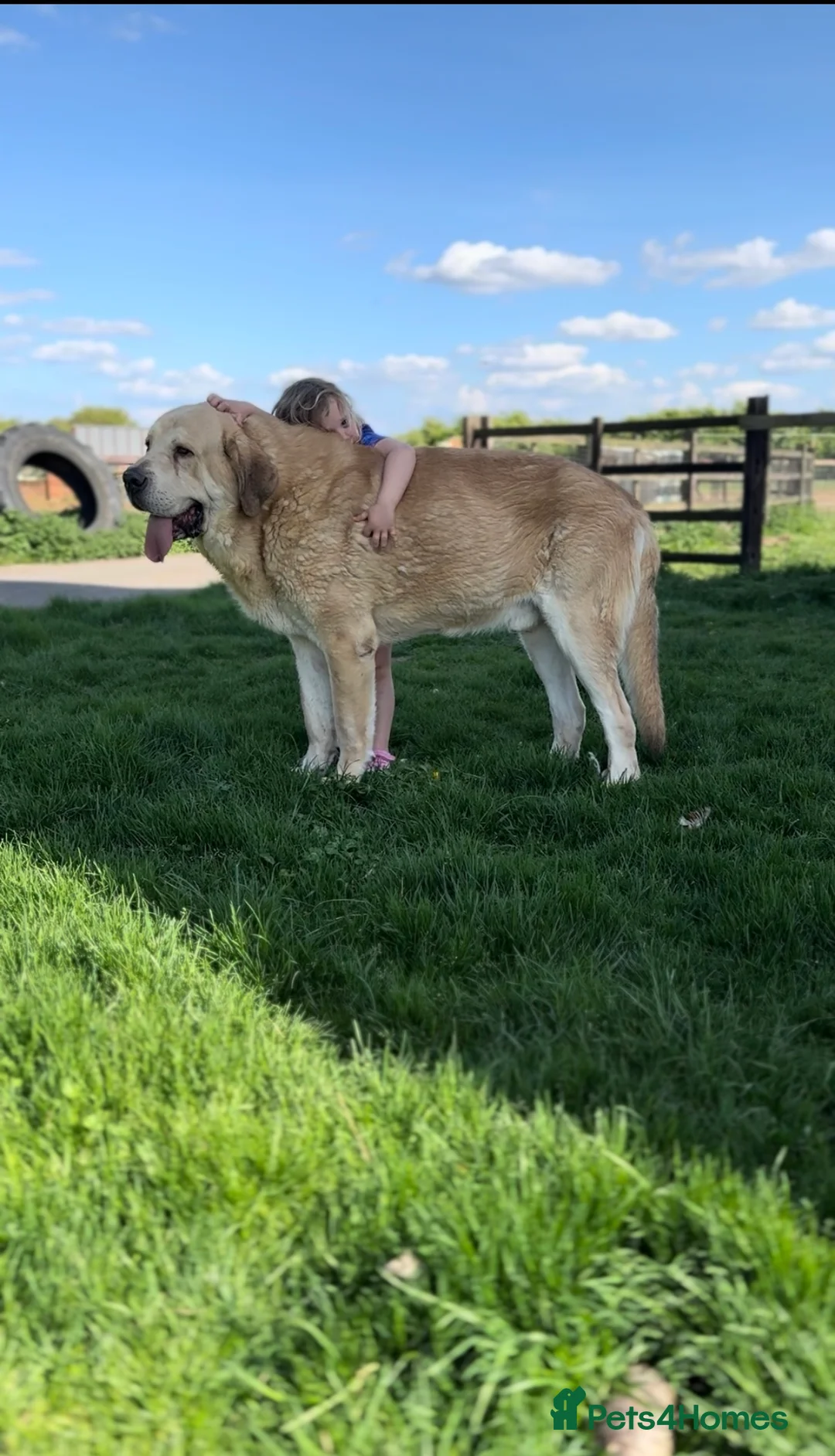 Mastiff dogs for sale: Registered Spanish mastiff puppies  - Advert 10