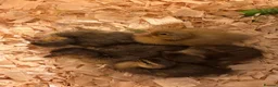 Ducks poultry for sale: 5 mixed colour call ducklings, born 12 & 13 May in Marlborough - Advert 1