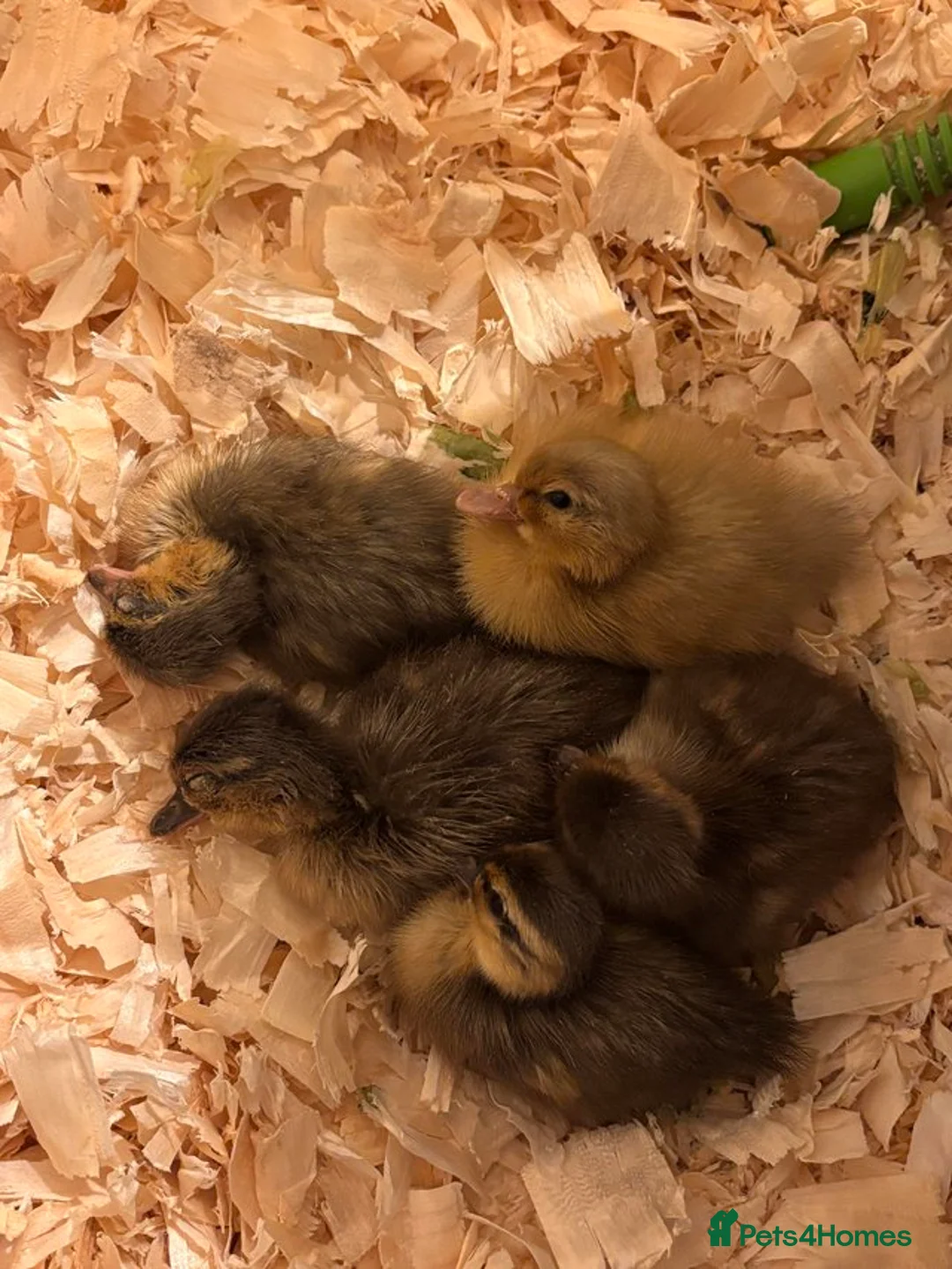 Ducks poultry for sale: 5 mixed colour call ducklings, born 12 & 13 May in Marlborough - Advert 1