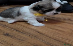 Lhasa Apso dogs for sale: Last gorgeous Lhasa apso boy yellow collar - Image 3