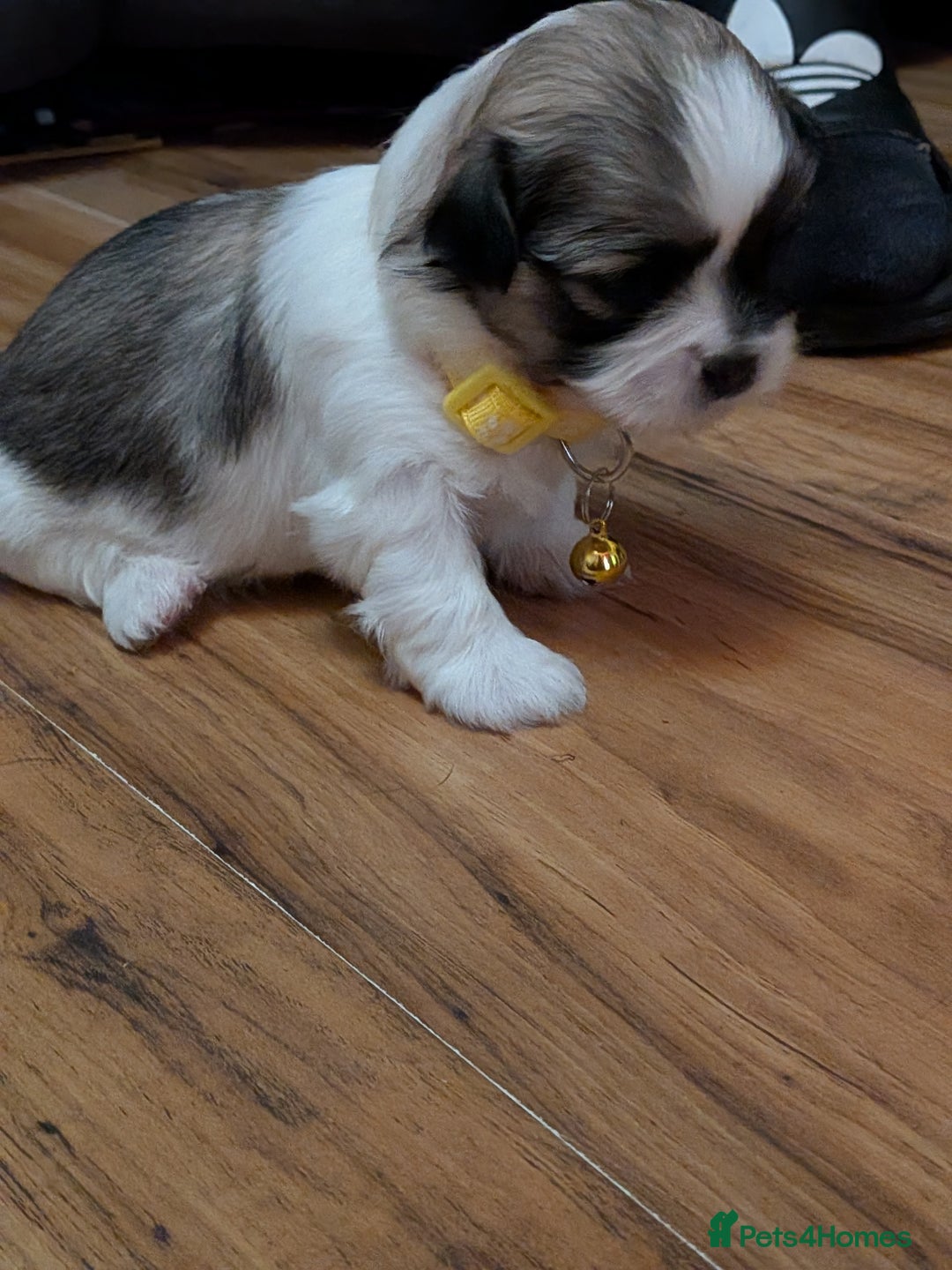 Lhasa Apso dogs for sale: Last gorgeous Lhasa apso boy yellow collar - Image 3