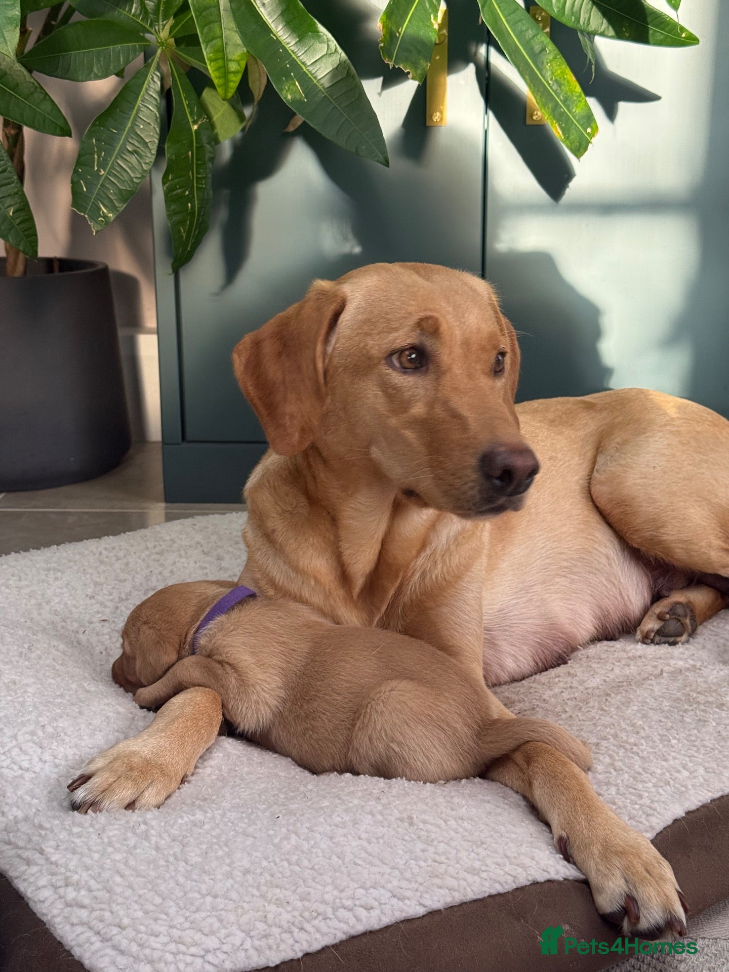 Labrador Retriever dogs for sale: KC Registered Labrador Bitch Puppy - Advert 16