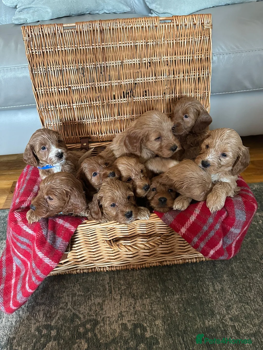 Cockapoo dogs for sale: F1 miniature Cockapoo  - Advert 1