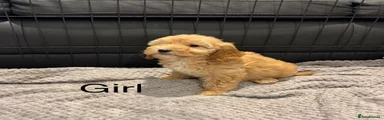 Cockapoo 6