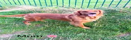 Golden Retriever dogs for sale: Rare Red Golden Retriever Puppies - Advert 5