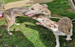 Whippet dogs for sale: Beautiful Pedigree BOY Whippet Puppy. - Image 8