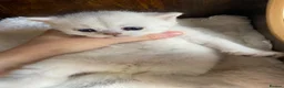 British Shorthair cats for sale: Silver pedigree British Shorthair kittens  - Advert 8