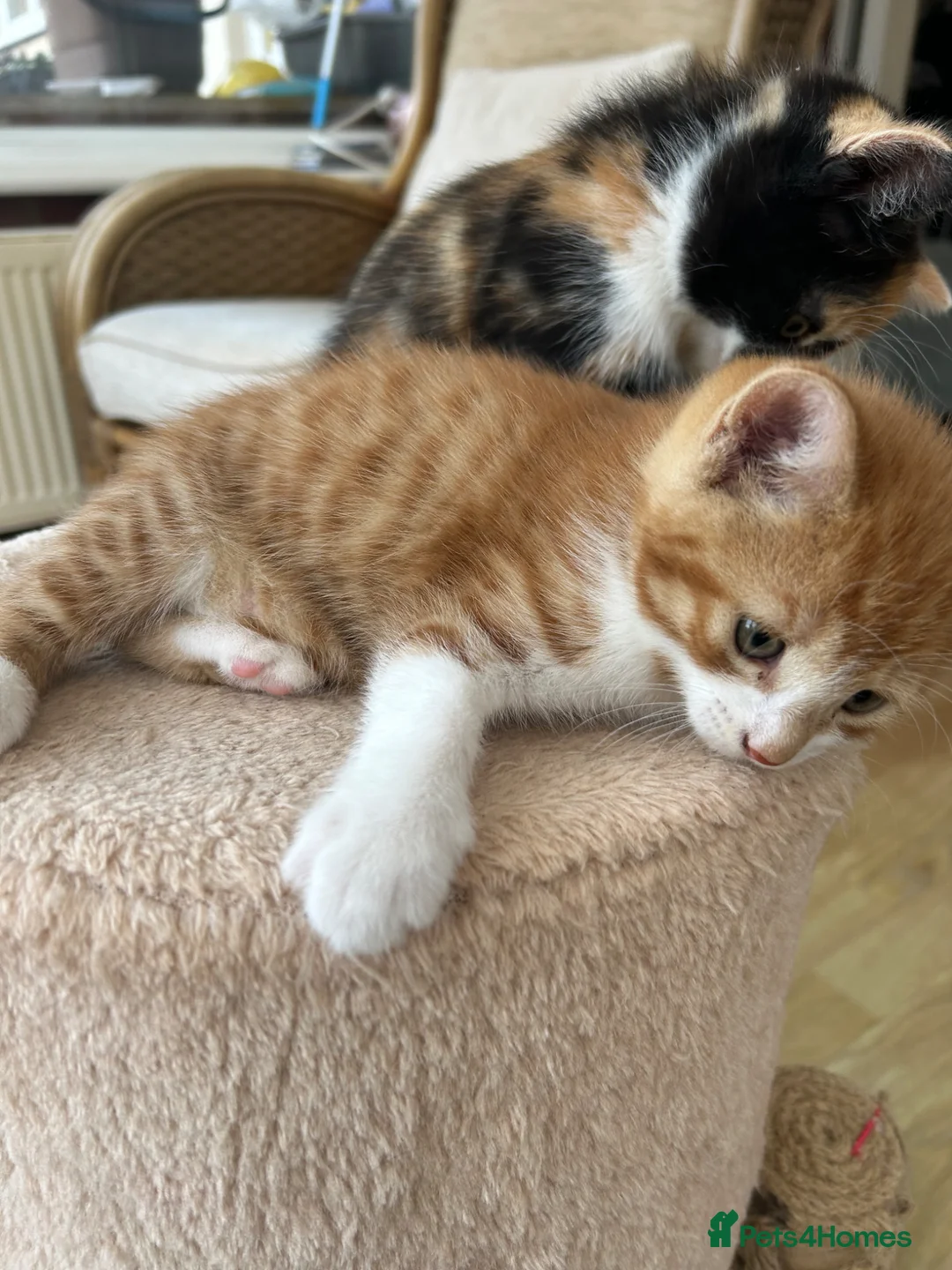 Mixed Breed cats for sale: Kittens for sale  in Ringwood - Advert 8
