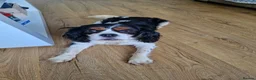 Cavapoo dogs for sale: Beautiful Cavapoo puppies ready for forever homes in Macclesfield - Advert 8