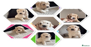 Mini Goldendoodle dogs - Advert 4