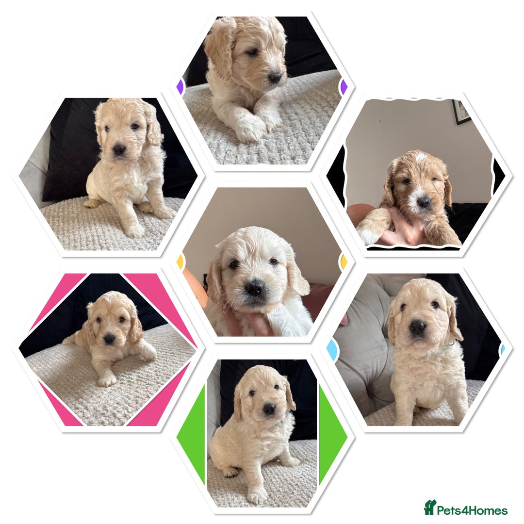 Mini Goldendoodle dogs for sale: Beautiful Family Raised F1 Mini Golden-doodles  - Image 2