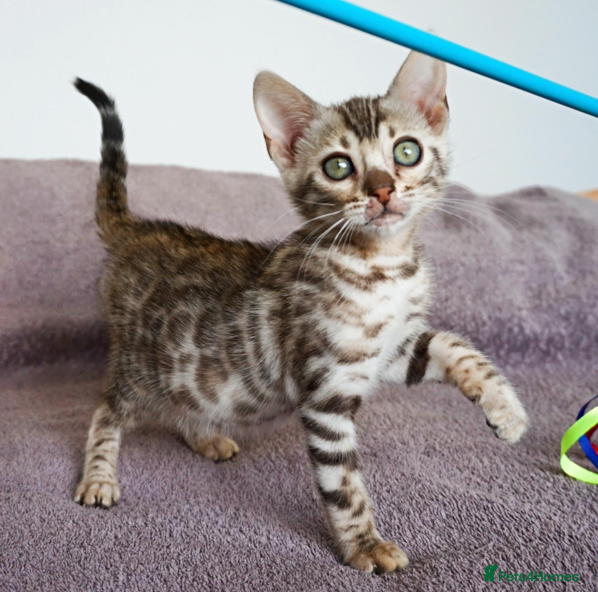 Bengal cats Gorgeous Brown Rosette Bengal Kitten - Advert 10