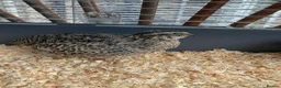 Quail poultry for sale: Male Coturnix Quail - Advert 2