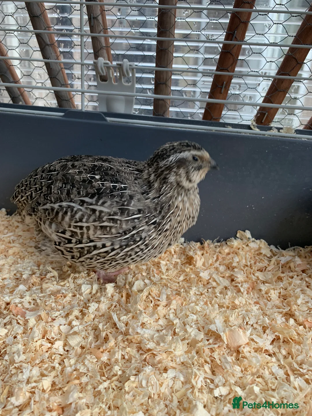 Quail poultry for sale: Male Coturnix Quail - Advert 2