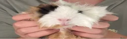 Guinea Pig rodents for sale: Two beautiful guinea pigs for sale in Shrewsbury - Advert 3