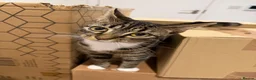 Mixed Breed cats for sale: Tabby x bengal kittens  - Advert 4