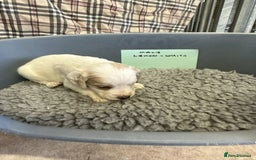 Cocker Spaniel dogs for sale: Two cocker spaniel litters for sale - Image 5