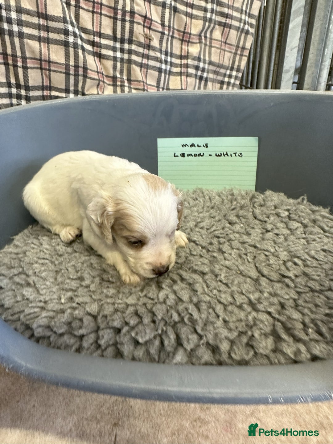 Cocker Spaniel dogs for sale: Two cocker spaniel litters for sale - Image 5