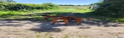 Boxer dogs for sale: 6 Month Female Boxer in Bridgwater - Advert 3