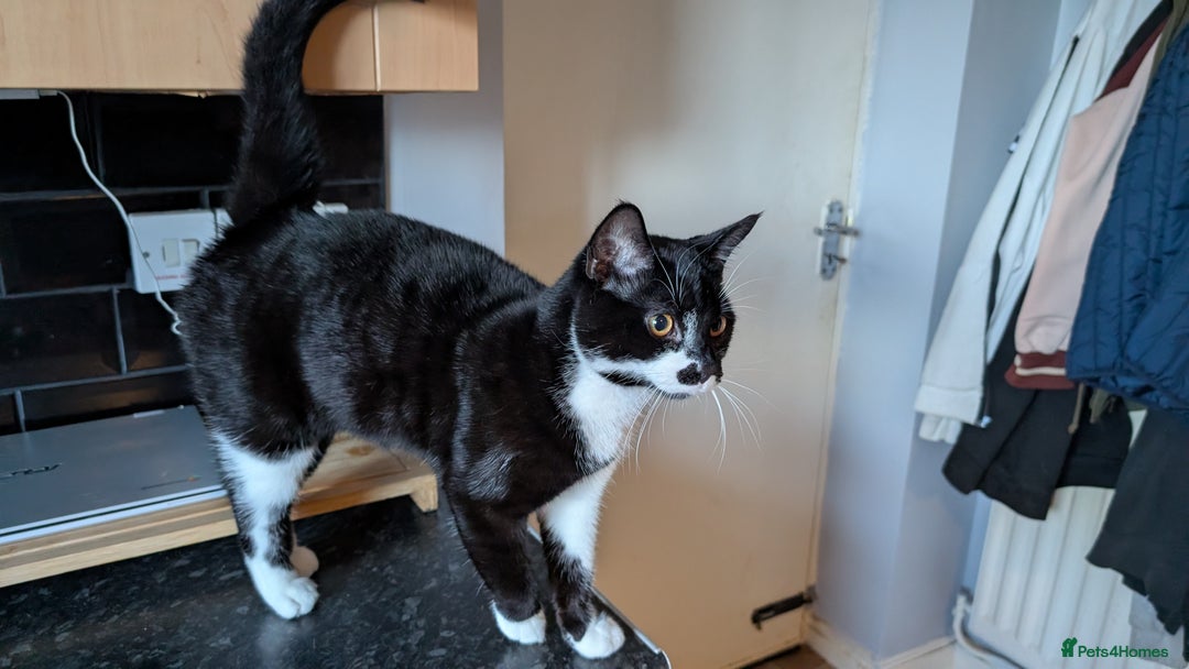 British Shorthair cats for sale: Male Cat for free to good home  - Advert 3