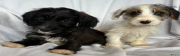 Mixed Breed dogs for sale: Sealyham X Poodle Puppies  - Advert 15