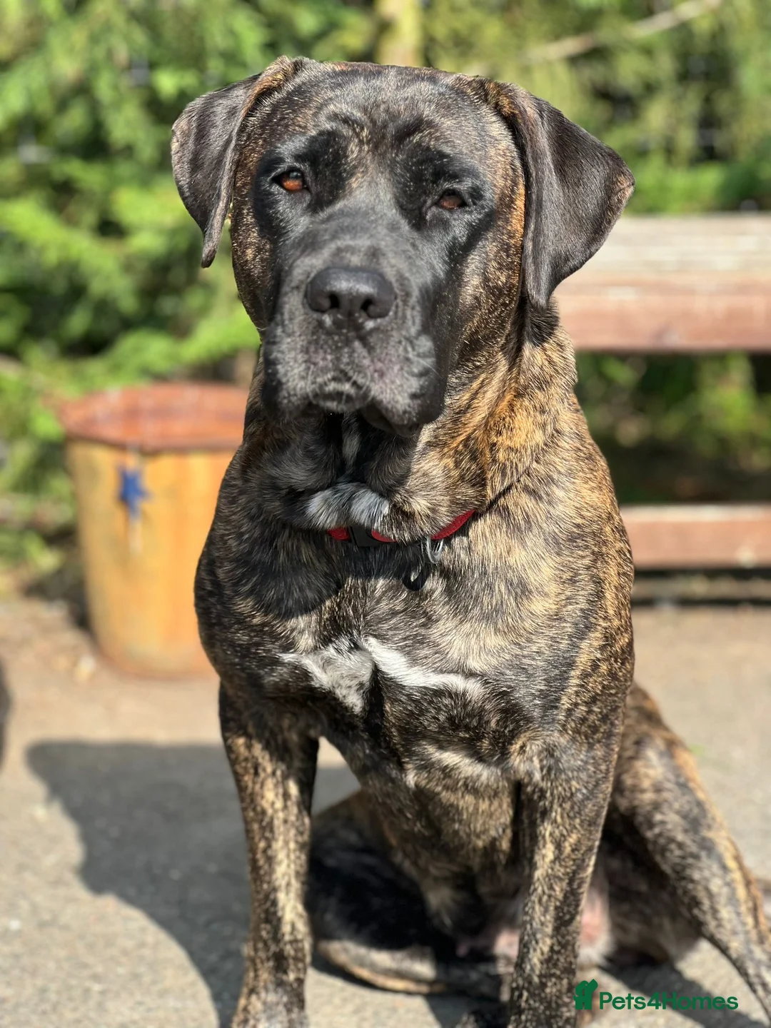Mixed Breed dogs for sale: Stunning litter of 7 Presa Canario X Bandog - Advert 1