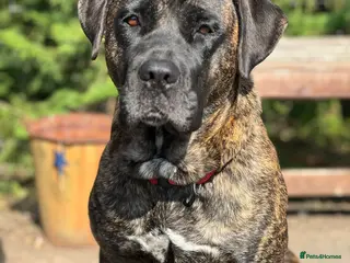 Mixed Breed dogs Stunning litter of 7 Presa Canario X Bandog - Advert 1