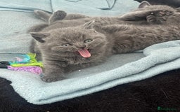 British Shorthair cats for sale: Post to gain interest - Image 7