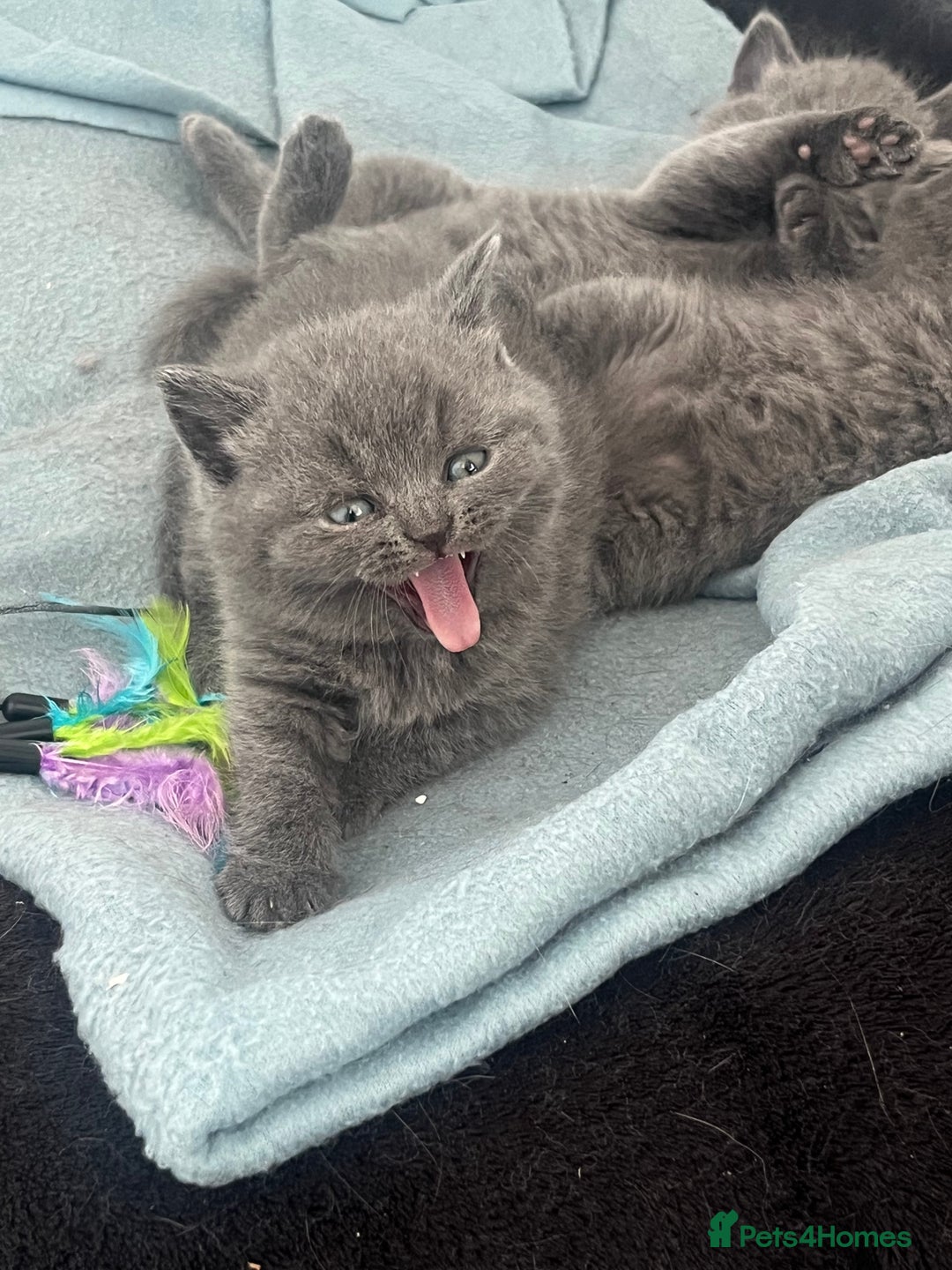 British Shorthair cats for sale: Post to gain interest - Image 7